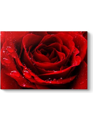 Tabloshop Kırmızı Gül Damlalar Tablosu