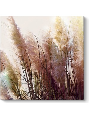 Tabloshop Soft Pampas Tablosu