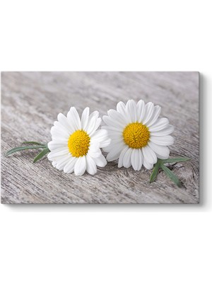 Tabloshop Papatyalar Tablosu