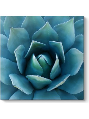 Tabloshop Aloe Vera Kaktüs Kanvas Tablo