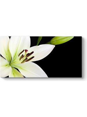 Tabloshop Zambak Tomurcuk Tablosu