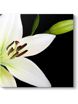 Tabloshop Zambak Tomurcuk Tablosu