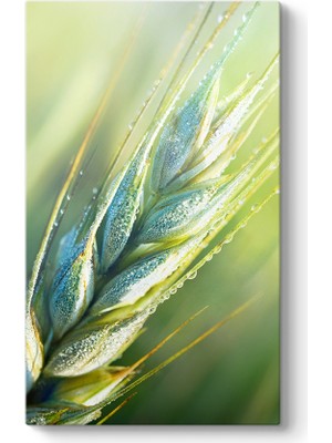 Tabloshop Başak Tablosu