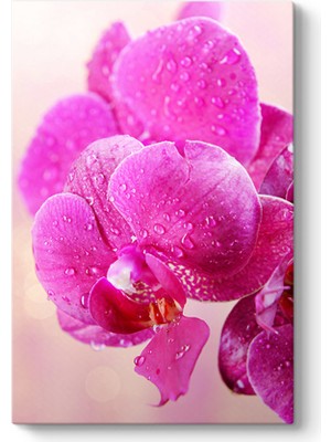 Tabloshop Fuşya Orkide Tablosu