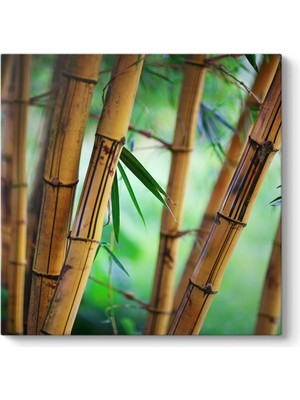Tabloshop Bambu Ağaçları Tablosu