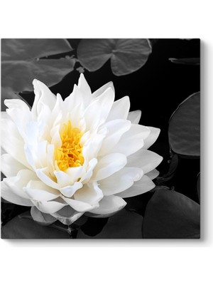 Tabloshop Lotus Güzelliği Tablosu
