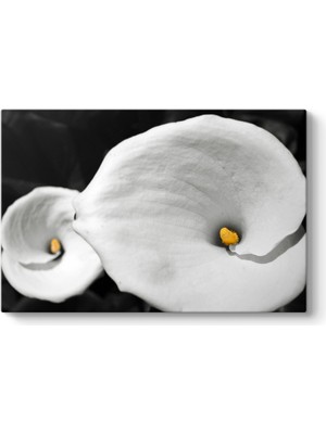 Tabloshop Calla Zambaklar Tablosu