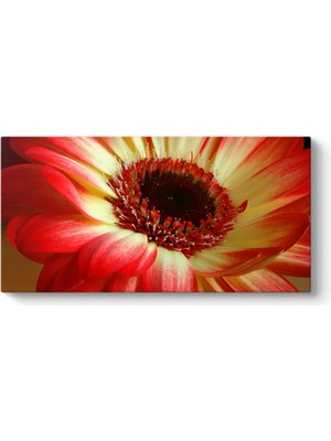 Tabloshop Kırmızı Gerbera Çiçeği Tablosu