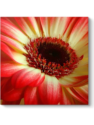 Tabloshop Kırmızı Gerbera Çiçeği Tablosu