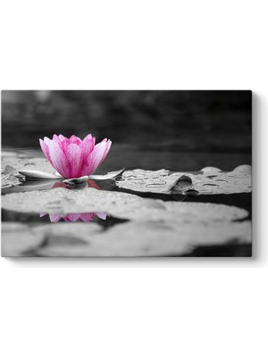 Tabloshop Pembe Nilüfer Çiçeği Tablosu