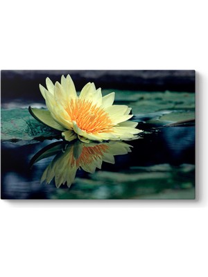 Tabloshop Sarı Nilüfer Çiçeği Tablosu