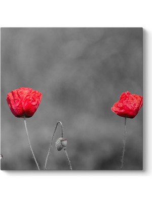 Tabloshop Kırmızı Gelincik Tablosu