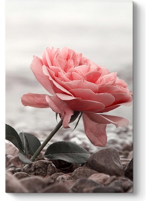 Tabloshop Sahilde Pembe Gül Tablosu