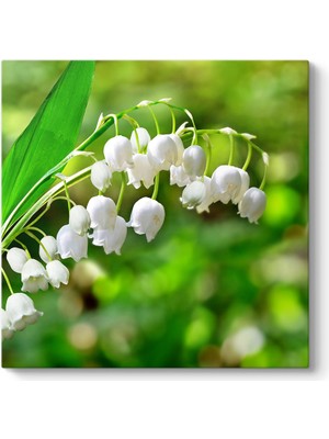 Tabloshop Müge Çiçeği Tablosu