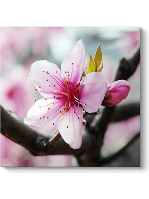 Tabloshop Baharda Kiraz Çiçeği Tablosu