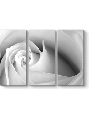 Tabloshop White Rose Tablosu