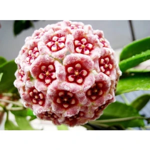 Şifa Gıda Mum Çiçeği Tohumu 15'li Tohum + Küp Saksı + Torf + Gül Tohumu