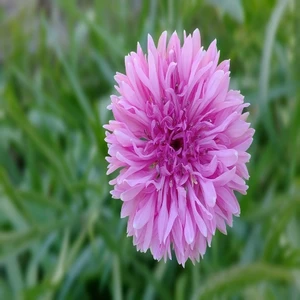 Tacirdepoticaret Pembe Peygamber (Centaurea) Çiçeği Tohumu -50 Adet