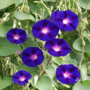 Tacirdepoticaret Ipomoea Purpurea Kahkaha Çiçeği Tohumu -10 Adet