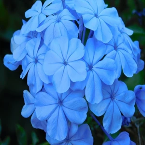 Tacirdepoticaret Blue (Jasmine) Yasemin Tohumu -5 Adet
