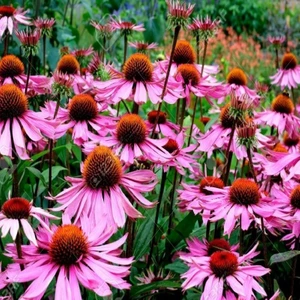 Tacirdepoticaret Doğal Starlight Ekinezya Çiçeği Tohumu (40 Tohum)