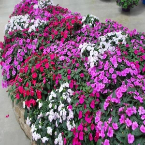 Tacirdepoticaret Karışık Walleriana Cam Güzeli Çiçeği Tohumu -20 Adet