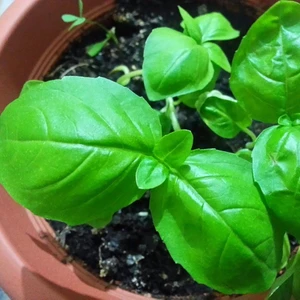 Tacirdepoticaret Geniş Büyük Yapraklı Fesleğen Tohumu (250 Tohum)