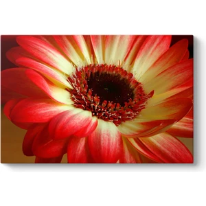Kırmızı Gerbera Çiçeği Tablosu
