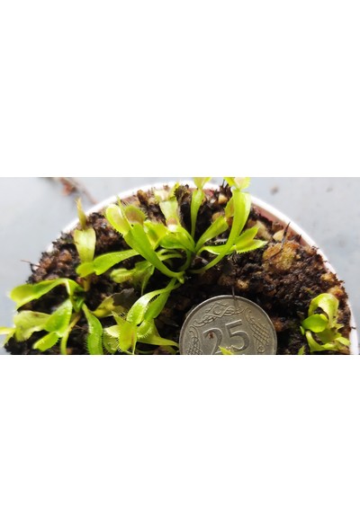 Etobur Bitkim Etoburbitkim Sinek Kapan Tohum Yetiştirme Kiti ve 1 Yaşında Canlı Yavru Venüs Bitkisi