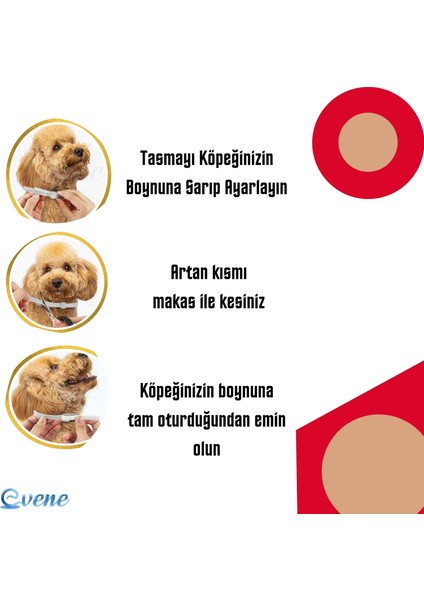 Pire Köpek Tasması -Siyah