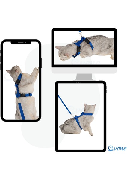 Kedi Tasması Kedi Gögüs Bel Ayarlanabilir Tasma Xz2