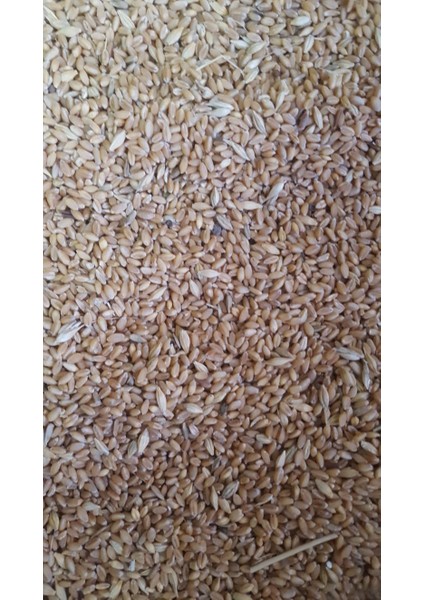 Yemlik Tane Buğday 2 kg (Güvercin Yemi, Tavuk , Hindi ,güvercin, Bıldırcın Keklik Yemi