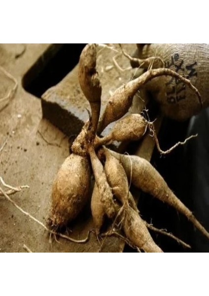 Tacirdepoticaret Renkli Show'n'tell Dahlia Yıldız Çiçeği Yumrusu (1 Adet )