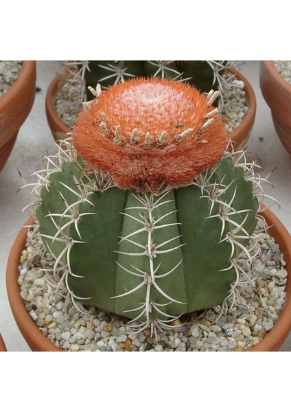 Tacirdepoticaret Şapkalı Melocactus Matanzanus Kafalı Kaktüs Tohumu (20 Tohum)