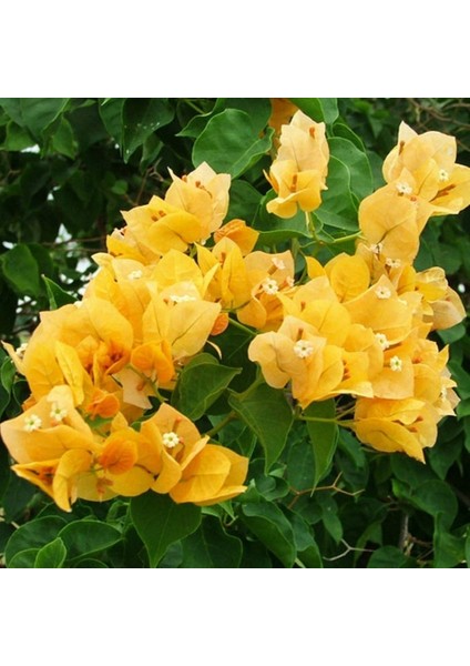 Tacirdepoticaret Sarı Begonvil (Bougainvillea) Tohumu -5 Adet