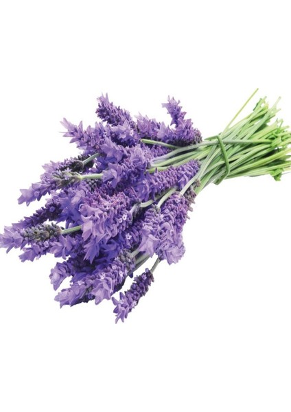 Lavanta Lavandula Angustifolia Tohumu -10 Gram