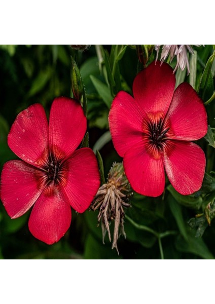 Tacirdepoticaret Linum Kırmızı Ipek Keten Çiçeği Tohumu -100 Tohum