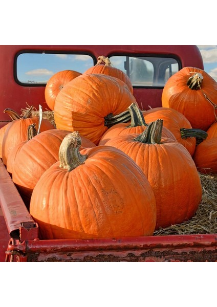 Tacirdepoticaret Doğal Big Max Balkabağı Tohumu(5 Tohum)
