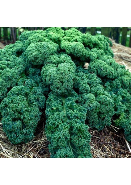 Tacirdepoticaret Kale Sebzesi Scotch (Kara Lahana) Tohumu -50 Tohum