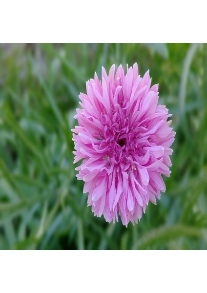 Pembe Peygamber (Centaurea) Çiçeği Tohumu -50 Adet