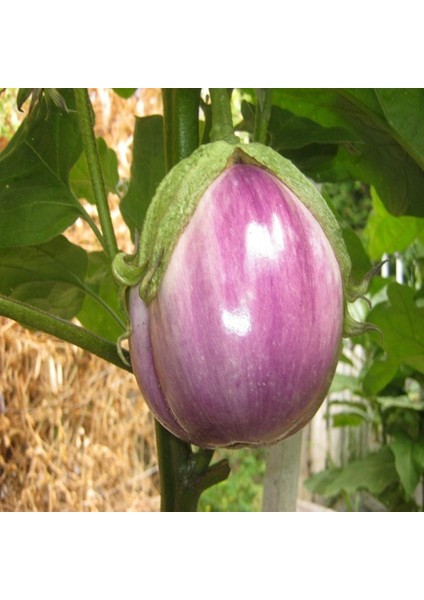 Tacirdepoticaret Mor Rosa Bianca Patlıcan Tohumu -20 Tohum