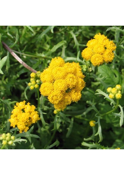 Tacirdepoticaret Sarı Çiçekli Vapur Dumanı Çiçeği Tohumu -50 Tohum