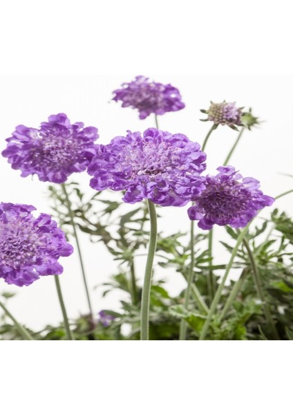 Tacirdepoticaret Succisa Lila Uyuzotu Çiçeği Tohumu -20 Adet Tohum