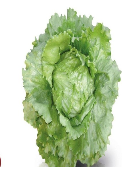 Tacirdepoticaret Kıvırcık Great Lakes Marul Tohumu -1450 Tohum