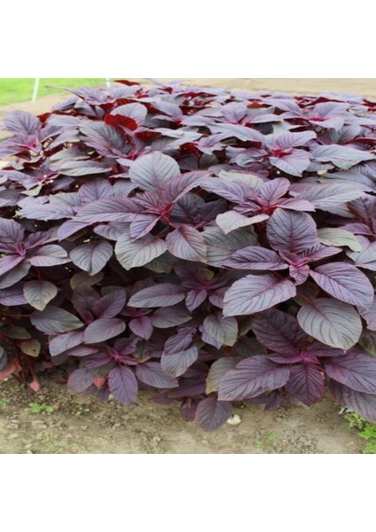 Tacirdepoticaret Doğal Protein Deposu Amarant TOHUMU-100 Tohum