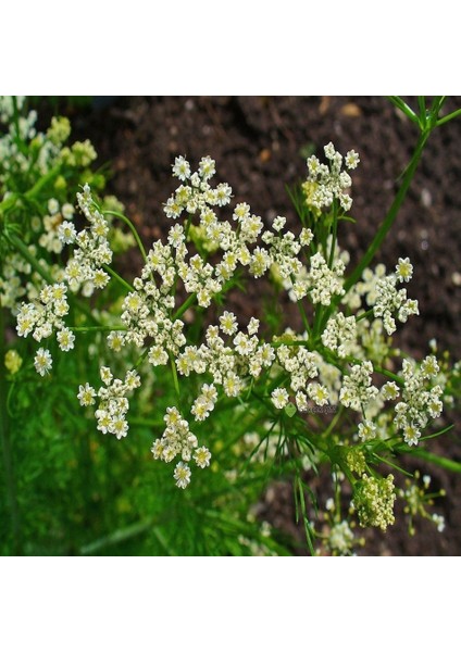 Tacirdepoticaret Frenk Kimyon Tohumu -45 Tohum