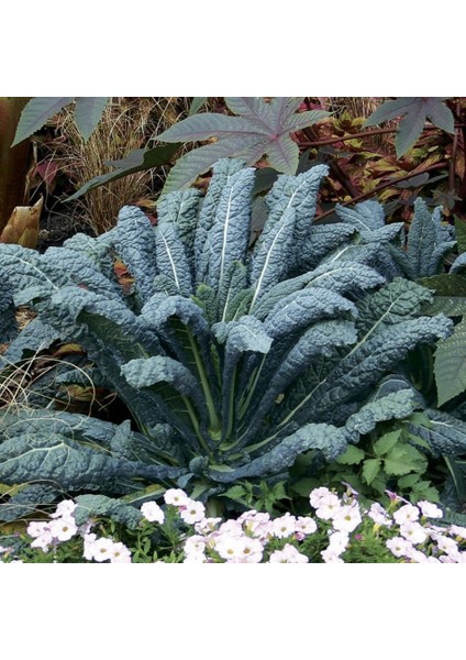 Tacirdepoticaret Kale Sebzesi Lacinato (Kara Lahana) Tohumu -100 Tohum