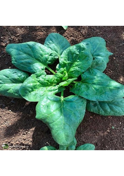 Tacirdepoticaret Büyük Yapraklı Giant Noble Ispanak Tohumu-25 Tohum