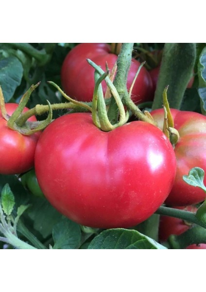 Tacirdepoticaret Doğal Pembola F1 Domates Tohumu -20 Tohum