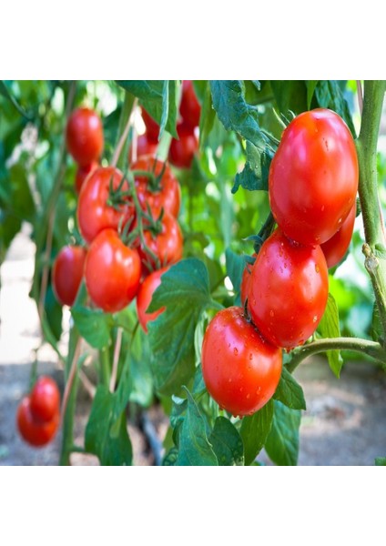 Tacirdepoticaret Hibrid F1 Zeyno Sırık Domates Tohumu -20 Tohum